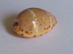 CYPRAEA LUTEA